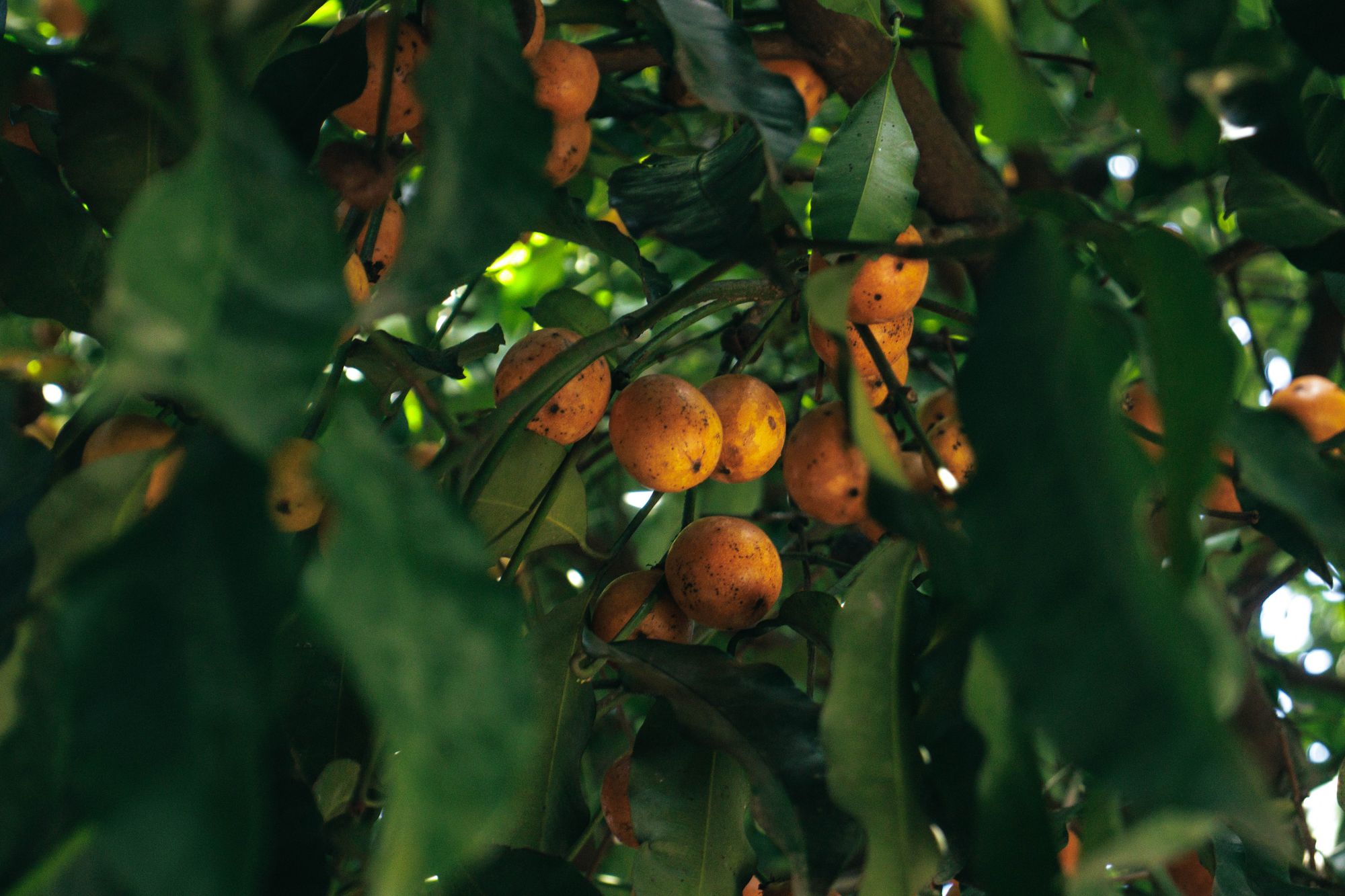 Achachairu, fruta de casca laranja, no galho