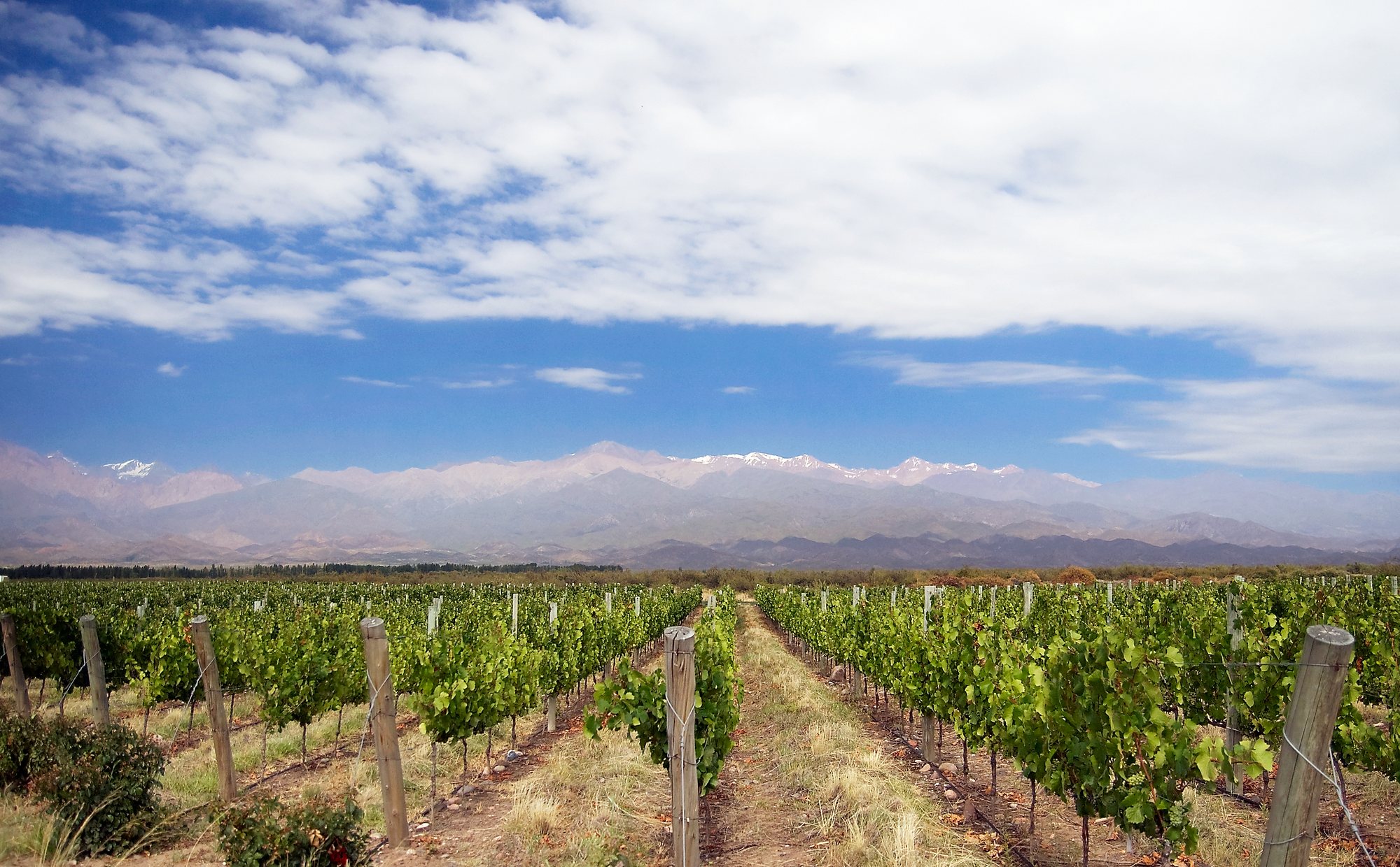 Vinhedo em Mendoza com a cordilheira dos Andes nevada ao fundo